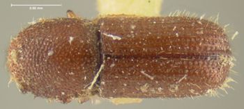 Media type: image;   Entomology 1018 Aspect: habitus dorsal view